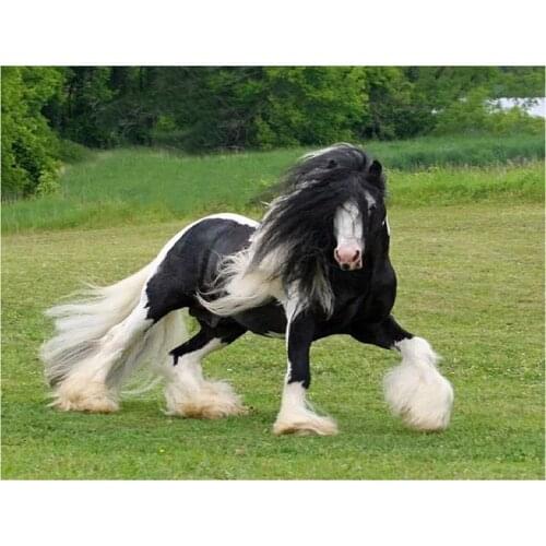 5D Diy Diamond painting Clydesdale Draft Horse Full square round Diamond embroidery Cross Stitch Rhinestone Mosaic DecorZP-3894