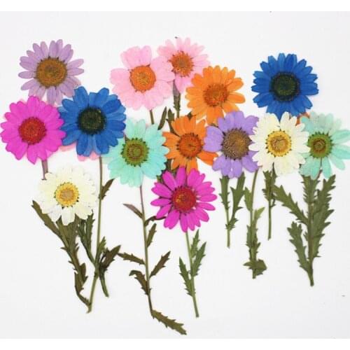 With Branch White Crystal Chrysanthemum Dried Flower Embossed Chrysanthemum Sun Flower Pressed Flower DIY Handmade Flowers