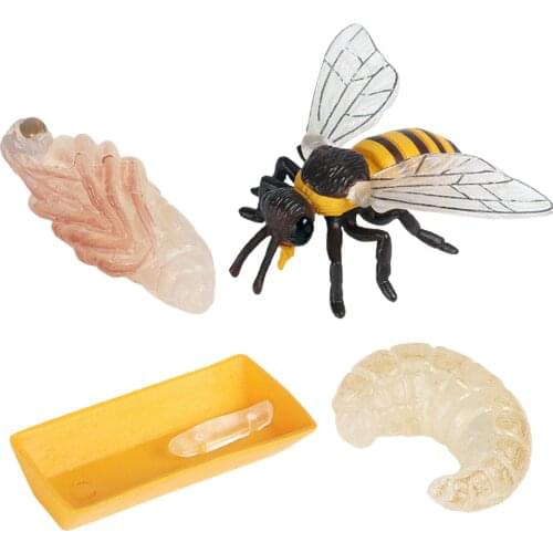 Growth Playset Simulation Bee Life Cycle Toy Figures Learning & Game Props