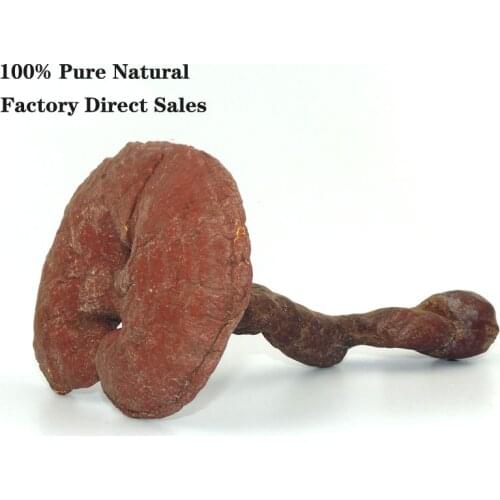 Red Ganoderma Lucidum A Wild Eucalyptus In Changbai Mountain Can Treat Diseases Such as Diabetes and High Blood Pressure