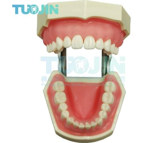 Orthodontics Dental Tooth Model Implants Resin Tooth Model Removable Teeth Dentist Oral Student Model Dentist Teaching Unit Tool