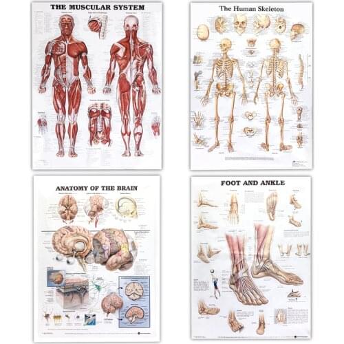 Human Anatomy Science Poster Stickers Muscles System Art Posters Canvas Painting Medical Education Office Wall Home Decor