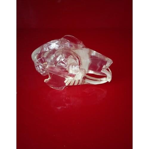 Transparent resin rabbit teeth Veterinary teaching animal bone transparent planing section model specimen