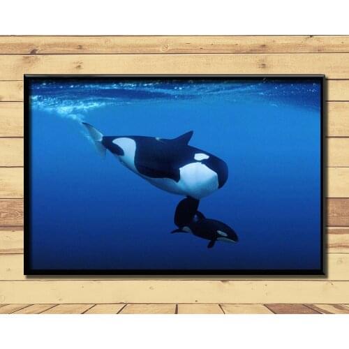 Orca Ferocious Marine Animal (21) Wall Posters Prints Silk Art Painting For Home Wall Bedroom Decor