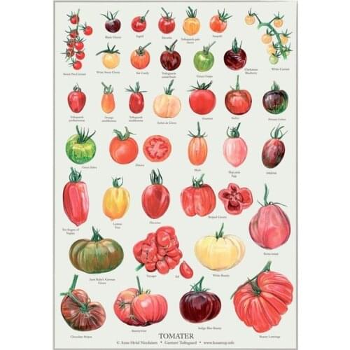 Vintage Different Tomater Varieties Metal Tin Sign 8x12 Inch Retro Home Kitchen Bar Pub Wall Decor