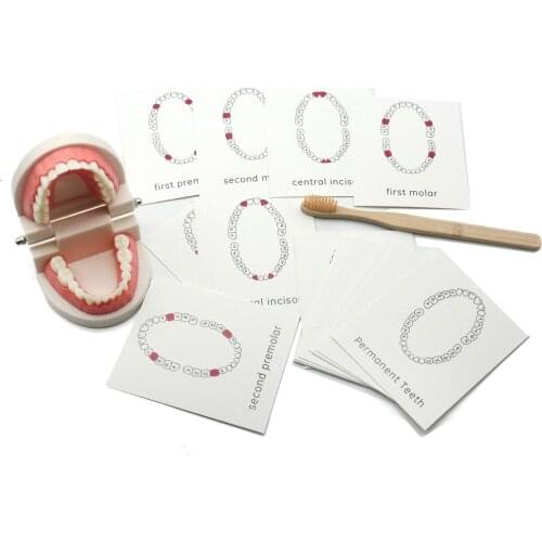 Montessori Practice Life Learning Toys Simulated Teeth Model with Learning Card Bamboo Brush Early Training Toy for Baby A1364H