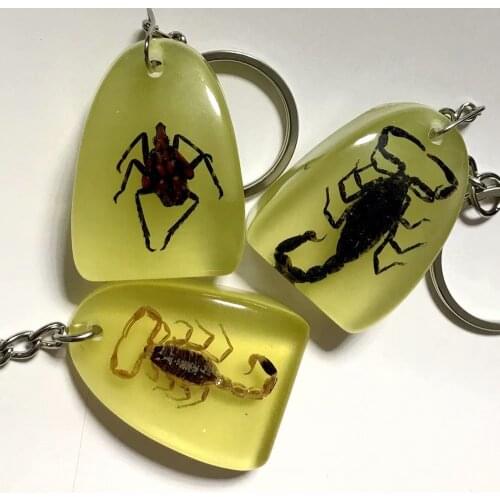 10 pcs real scorpion insect Keychain fashion Specimen
