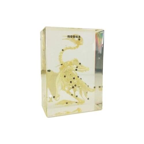 Pigeon bones specimen Biological instrument Man-made amber experimental apparatus 17.5*12.5*6.5cm free shipping