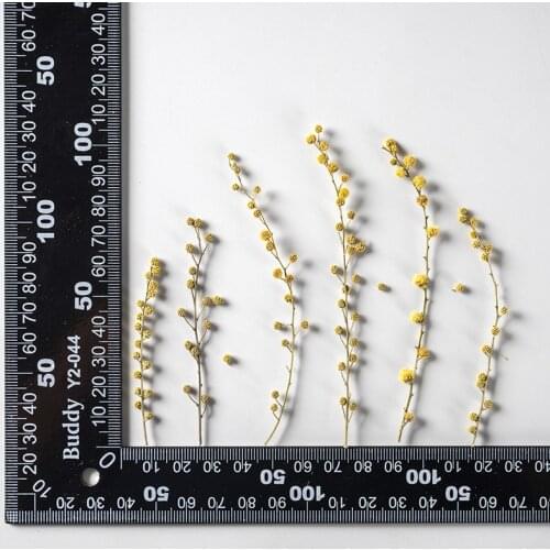 120pcs Pressed Dried Natural Yellow Flower Herbarium For Epoxy Resin Face Make UP Nail Art Jewelry Bookmark Phone Case DIY
