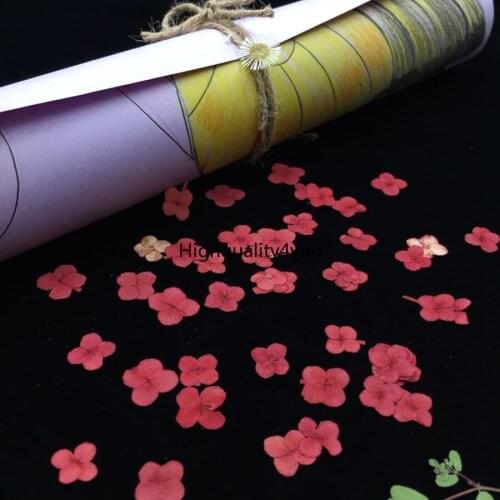 60pcs Dried Pressed Red Lxora Chinensis Lam Flower Plant Herbarium For Jewelry Postcard Invitation Card Bookmark Phone Case DIY