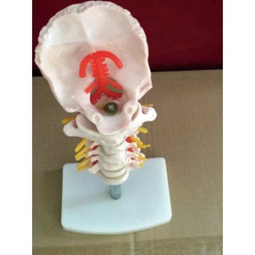 Cervical vertebra human cervical spine with neck artery occipital cervical disc and nerve orthopedic bone skeleton model