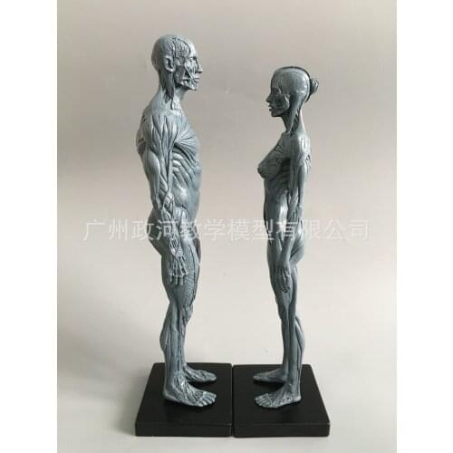 30cm Human Skull Model Musculoskeletal Anatomy Art Painting Sculpture Teaching Medical Reference Model