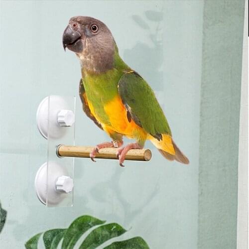 Bird Parrot Stand Perch Shower Perch Standing Toy Bath Stands Parakeet Window Wall Hanging with Suction Cup Bird Supplies