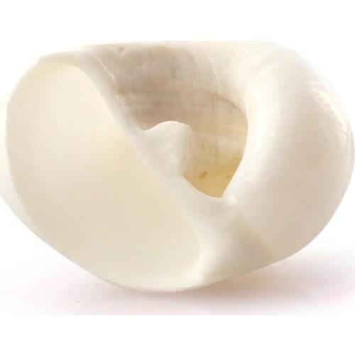 50pcs Natural conch shell Aquarium decoration mini Sea Beach Shell Conch Seashells DIY Crafts for party Home decor white