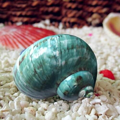 Lovely Green Rare Seashell Conch Ornament Desktop Fish Tank Decoration Gift Made natural shell conch material eco-friendly safe