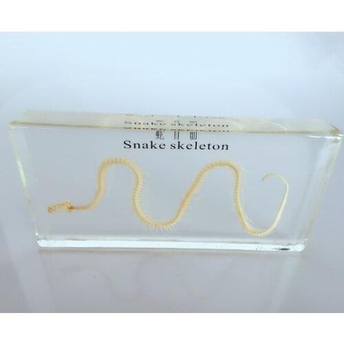 Animal Dove Snake Frog House Lizard Dove Bones Skeleton Embedded Specimen Transparent Resin Models Biology Anatomy Teaching Aids