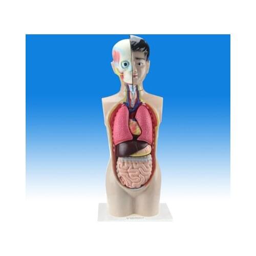 Juvenile human body half-length model 65CM high school medical biology anatomy torso experimental instrument stationery