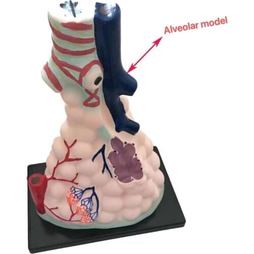 Alveolar enlargement model 33210 teaching experimental equipment