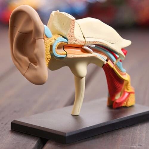 4D ear human,skeleton anatomical model Anatomy model skeleton for sale Dental Office Decoration Teaching Model