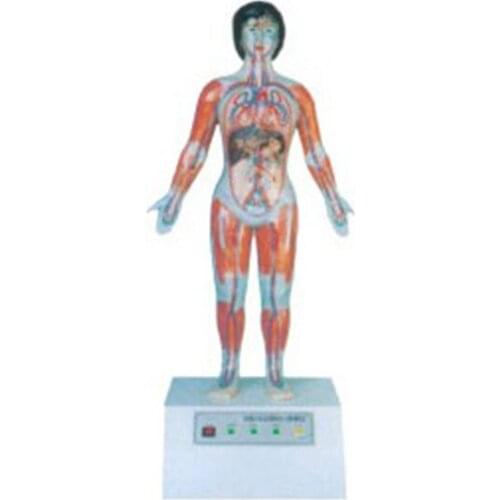 Microcomputer Human Cardiac Cycle And Big, Small Cycle Demonstration Instrument BIX-A1073 WBW380