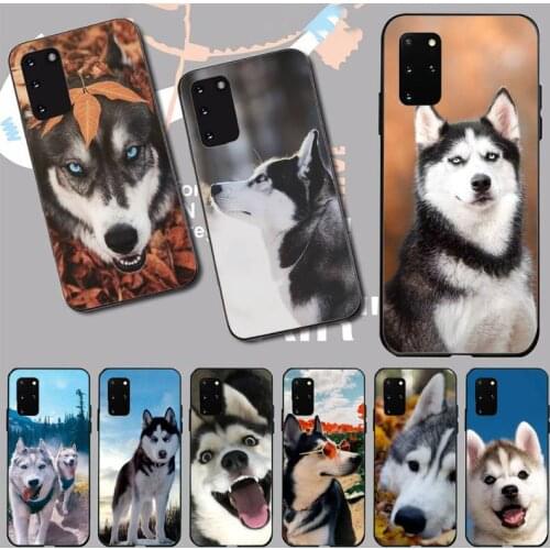 Husky dog cute animal Phone Case For Samsung Galaxy S5 S6 S7 S8 S9 S10 S10e S20 edge plus lite