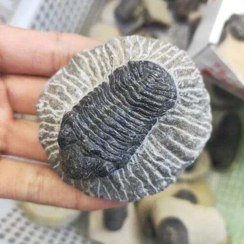1pcs Natural Trilobite fossil specimen Original stone Quartz Crystal Mineral for home Decor teaching Healing chakra