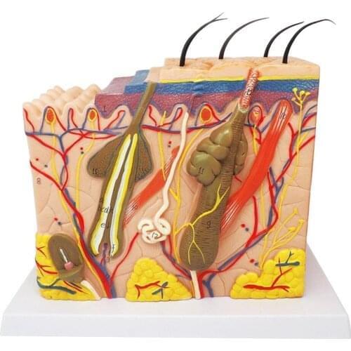 Skin structure Human skin model Block enlarged Plastic hair Layer structure Anatomical Anatomy Medical Teaching Tool
