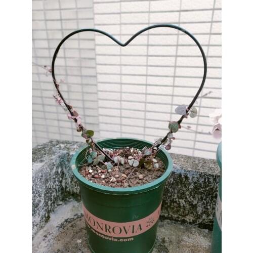 Love heart-shaped plant climbing vine mountain tortoise dragon iron wire lotus frame climbing vine small bracket support rod iro