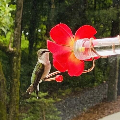 Wall Suction Type Long Tube Hummingbird Feeder