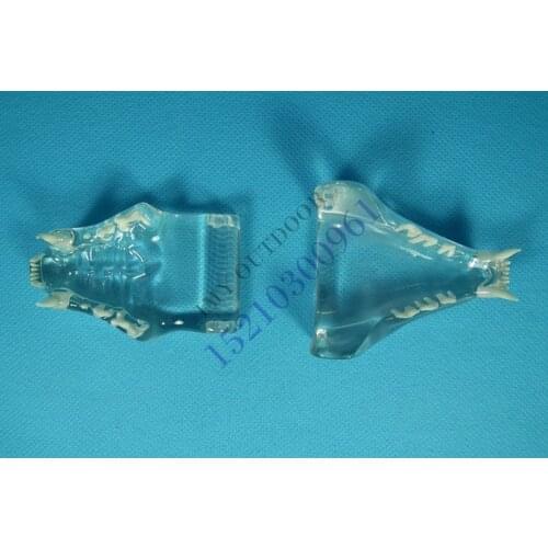 Veterinary Animal bones Dissection cat tooth jaw teaching model free shipping