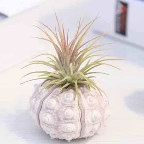 Air Plants simple Sea Urchin shell Tabletop Tillandsia Holder Miniature Gardening Decorations