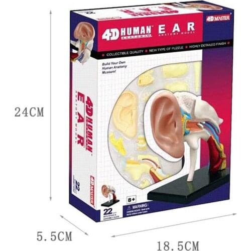 4D intelligent assembly toy human ear canal anatomical model medical teaching model