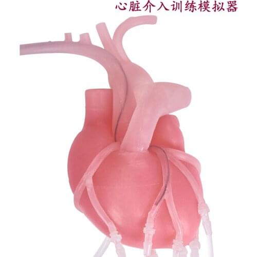 Cardiac Intervention Training Simulator High simulation heart structure model pci simulation training