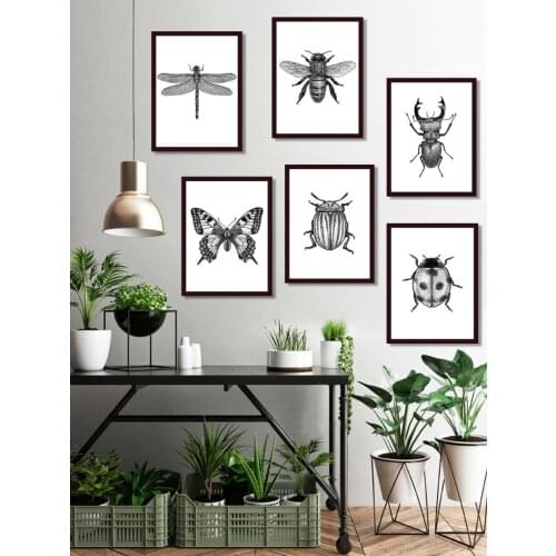 Black White Insect Illustration Artist Home Wall Painting Beetle Butterfly Hd Printing Frameless Canvas Decoration Poster