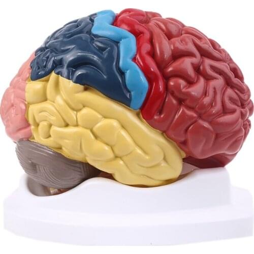 Life Size Human Brain Functional Area Model Anatomy for Science Classroom Study Display Teaching Sculptures School
