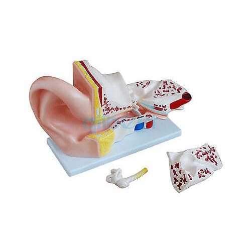 5X Life Size Human Ear Anatomy Medical Model in 3 Part Removable Sections