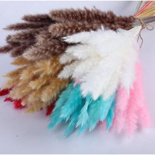 15PCS Small Reed Dried Flowers Bulrush Phragmites Pampas Grass Wedding Decoration Accessories Home Decor Flores Decorativas
