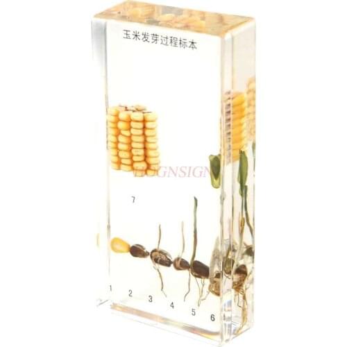 Childrens cognitive biology teaching kindergarten teaching aid corn germination specimen plant seed growth resin embedding