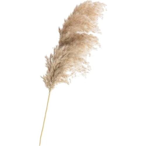 20 Pcs Wedding Pampas Grass Flower Bunch Natural Dried Flower Reed Pampas Grass Raw Color Home Decor Free Shipping