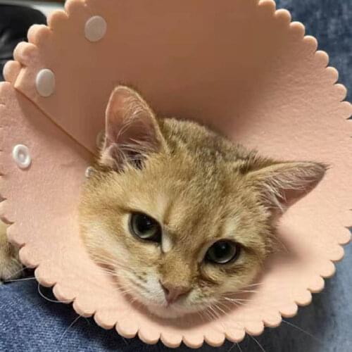 Pet Felt Crown Elizabeth Circle Dogs Cats Crown Collar Wound Healing Protection Surgery Cat Recovery Collar Puppy Daisy Collar