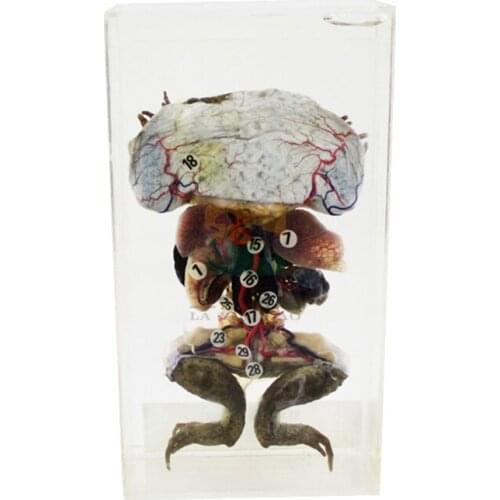 2pcs Veterinary Frog anatomy specimen model frog soak specimen experiment model experiment contact animal specimen model