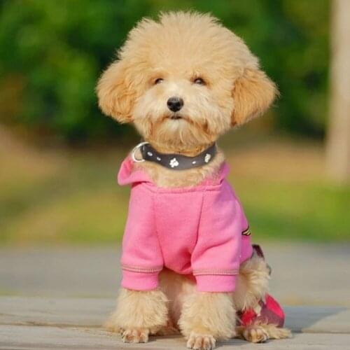 Pet Dog Supplies Dog Leather Breathable Collar Silver With Foot Pattern For Small Dogs