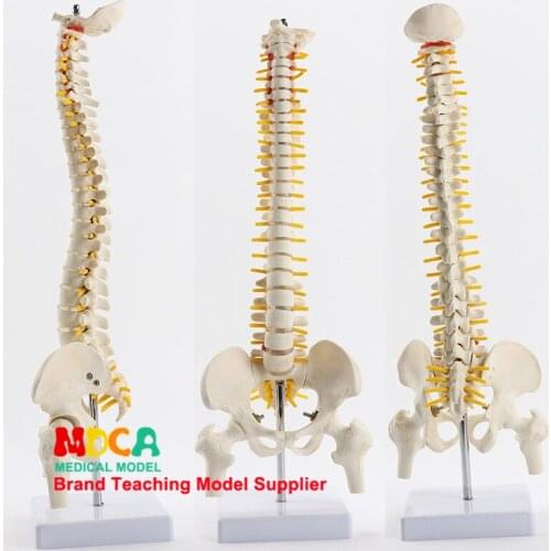 45cm pillar type spinal column belt femur massage beauty body spinal column model medical teaching MJZ102