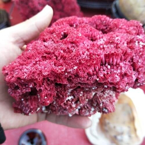 10-12cmNatural Shell Sea Red Coral Fish Tank Aquarium Landscaping Furnishing Natural Ornament Marine Sea Home Wedding Decoration