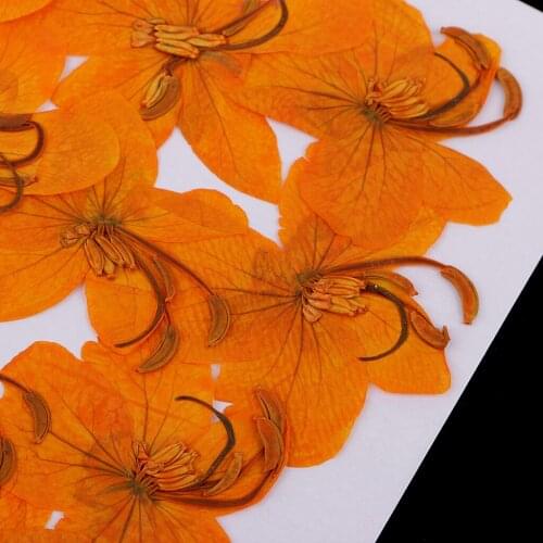12pcs Pressed Real Dried Flowers Cassiae Flower for Art Craft Jewelry Making