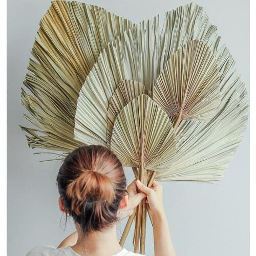 Palm Leaf Fan Dried Palm Fan Leaf Window Reception Party Art Wall Hanging Decoration Wedding Arch Arrangement