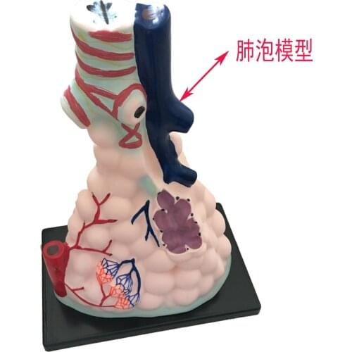 Alveolar Enlargement Model Teaching Experiment Equipment Lifelike Human Respiratory Region Alveolar Model