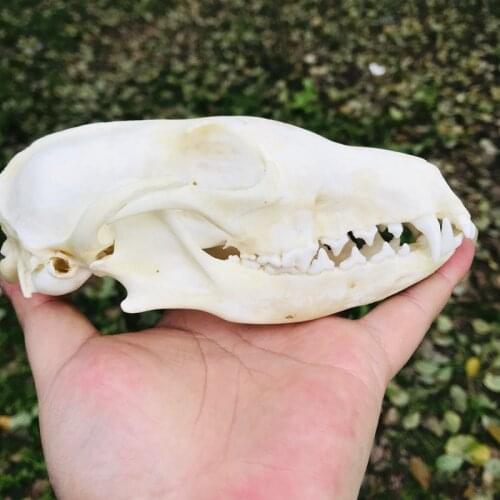 1pcs Real Red Fox, Silver Fox, Cross Fox Skull Animal Specimen Europe Taxidermy Bar Medicine Christmas Decoration Gift