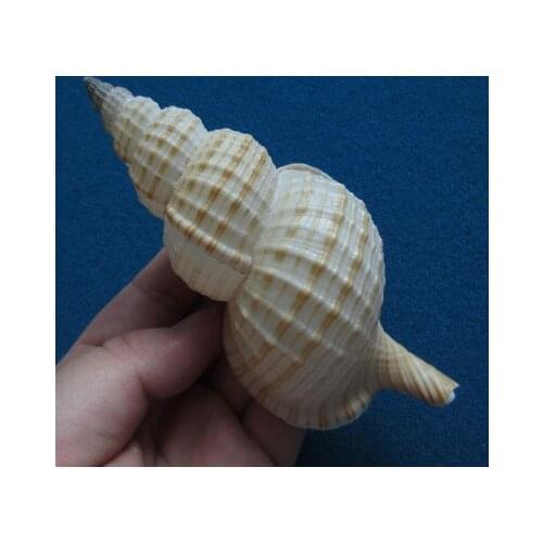 13.4 cm Outline Conch, Rare Conch Collection, Home Decoration