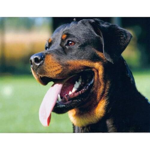 5d Diamond Embroidery Rottweiler 3d Diamond Animal Dog Mosaic Cross Stitch Painting Rhinestones Home decoration Accessories L581